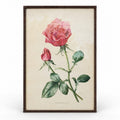 Lithographie botanique ancienne représentant la rose « Pink Favorite », sous verre avec cadre en métal patiné, décoration murale de charme.