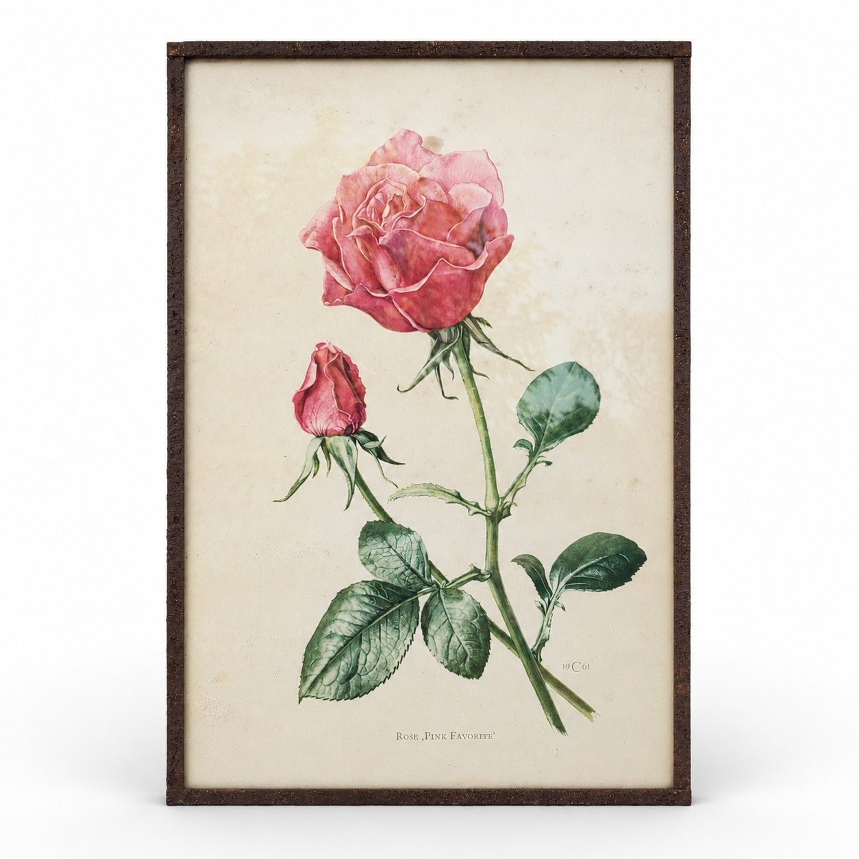 Lithographie botanique ancienne représentant la rose « Pink Favorite », sous verre avec cadre en métal patiné, décoration murale de charme.