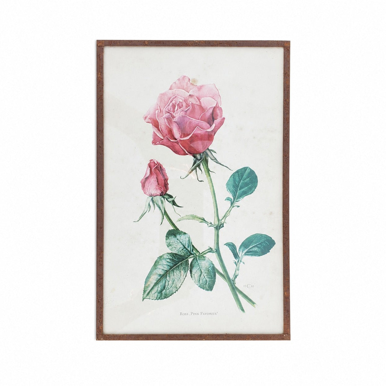 Reproduction botanique ancienne sous verre