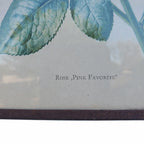 Reproduction botanique ancienne sous verre